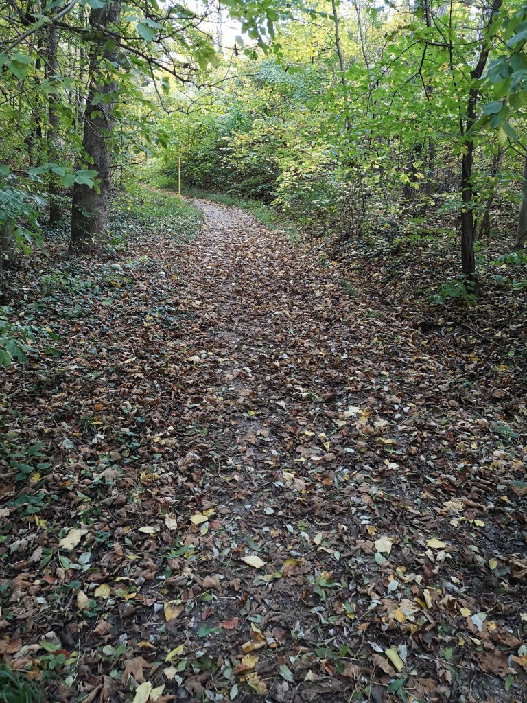 Wanderweg zum Cobenzl